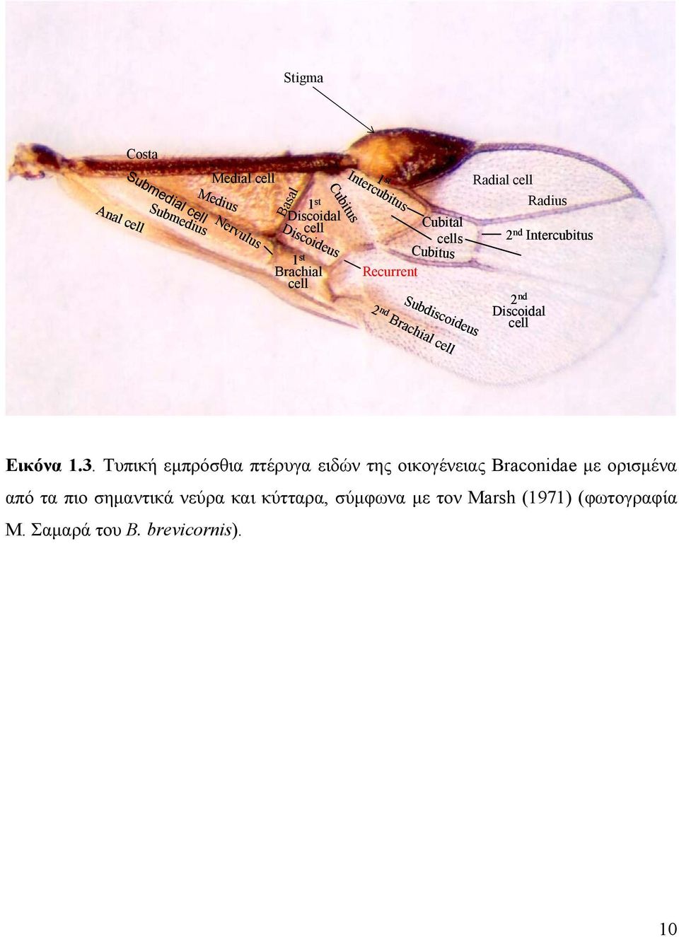 Radial cell Radius 2 nd Intercubitus 2 nd Discoidal cell Εικόνα 1.3.