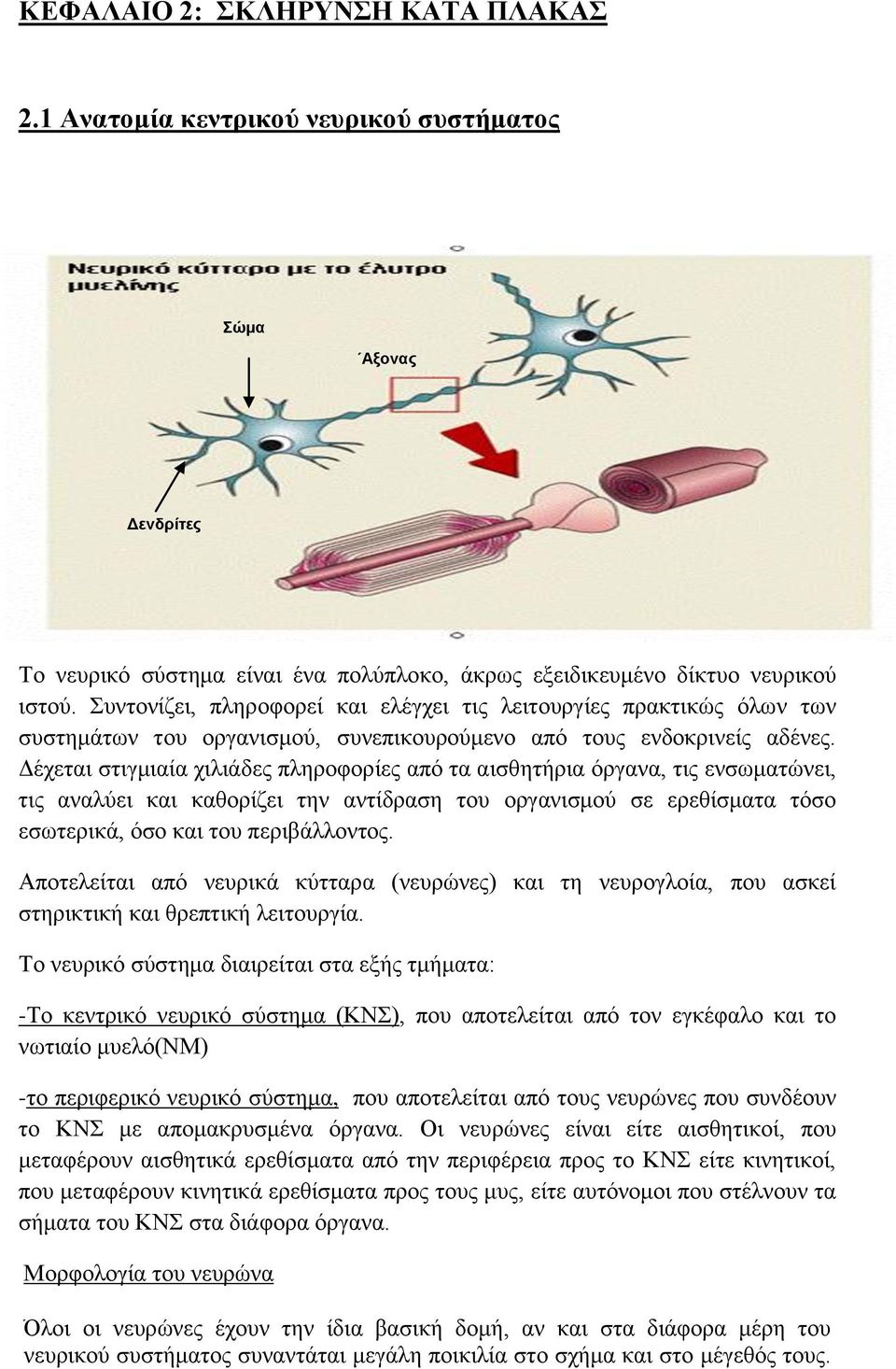 Δέχεται στιγμιαία χιλιάδες πληροφορίες από τα αισθητήρια όργανα, τις ενσωματώνει, τις αναλύει και καθορίζει την αντίδραση του οργανισμού σε ερεθίσματα τόσο εσωτερικά, όσο και του περιβάλλοντος.