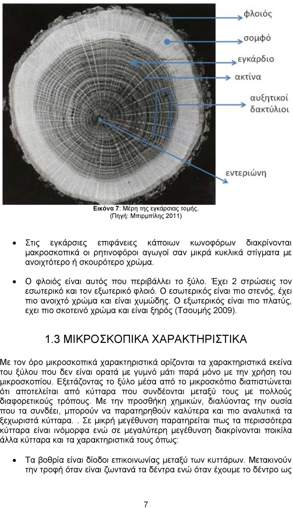 Ο φλοιός είναι αυτός που περιβάλλει το ξύλο. Έχει 2 στρώσεις τον εσωτερικό και τον εξωτερικό φλοιό. Ο εσωτερικός είναι πιο στενός, έχει πιο ανοιχτό χρώμα και είναι χυμώδης.