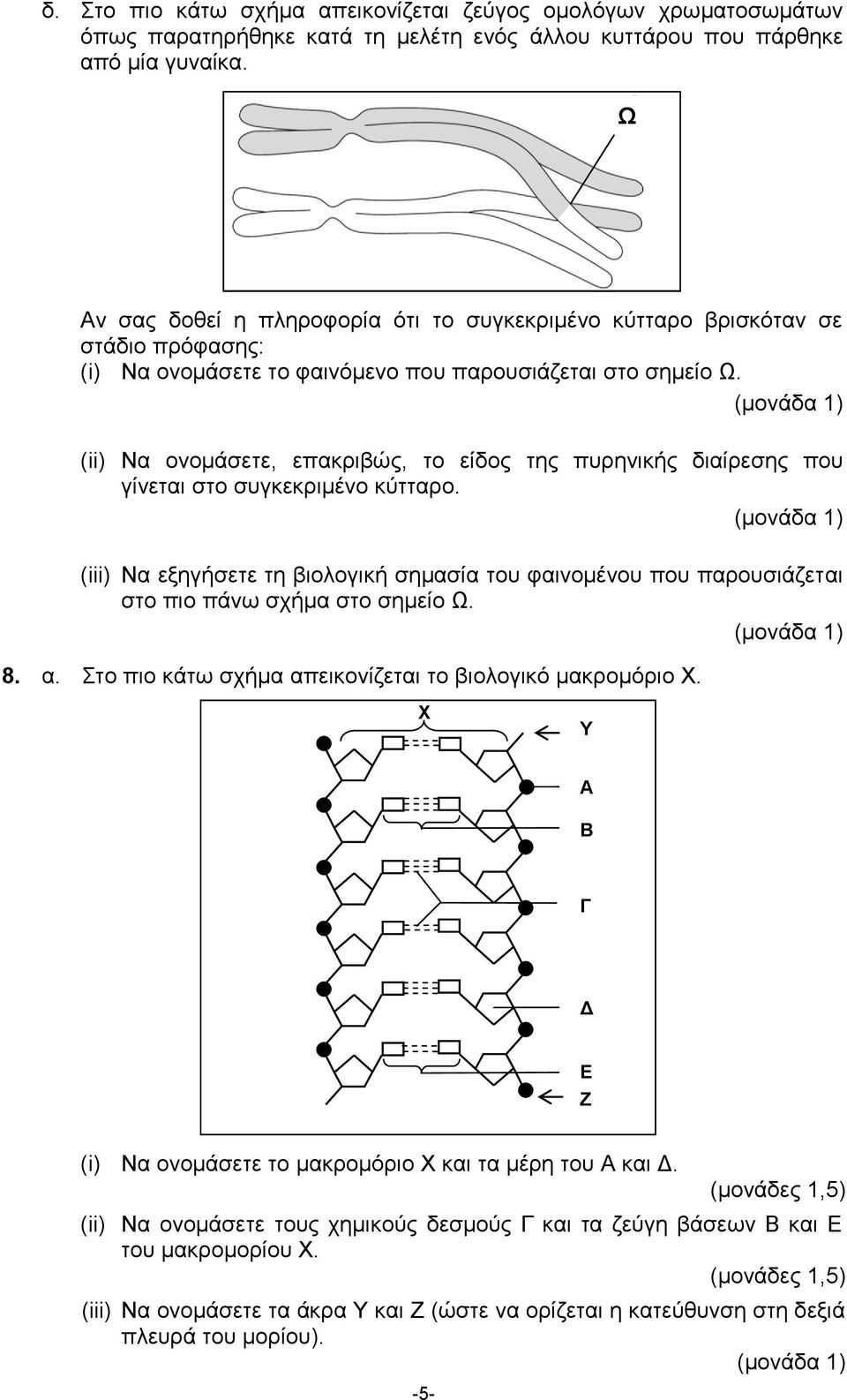 (ii) Να ονομάσετε, επακριβώς, το είδος της πυρηνικής διαίρεσης που γίνεται στο συγκεκριμένο κύτταρο.