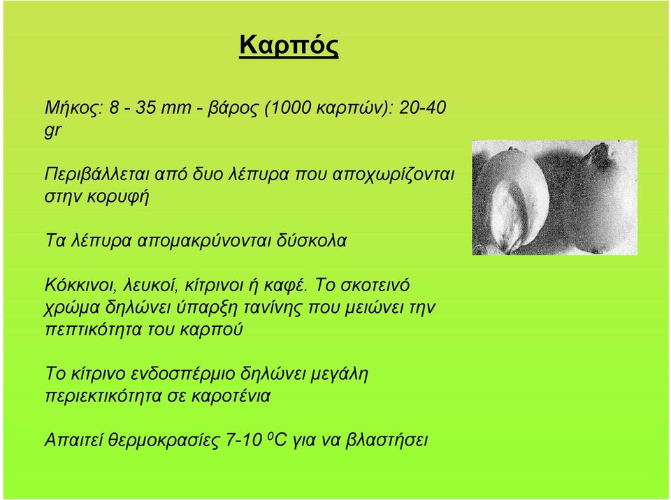 Το σκοτεινό χρώμα δηλώνει ύπαρξη τανίνης που μειώνει την πεπτικότητα του καρπού Το κίτρινο