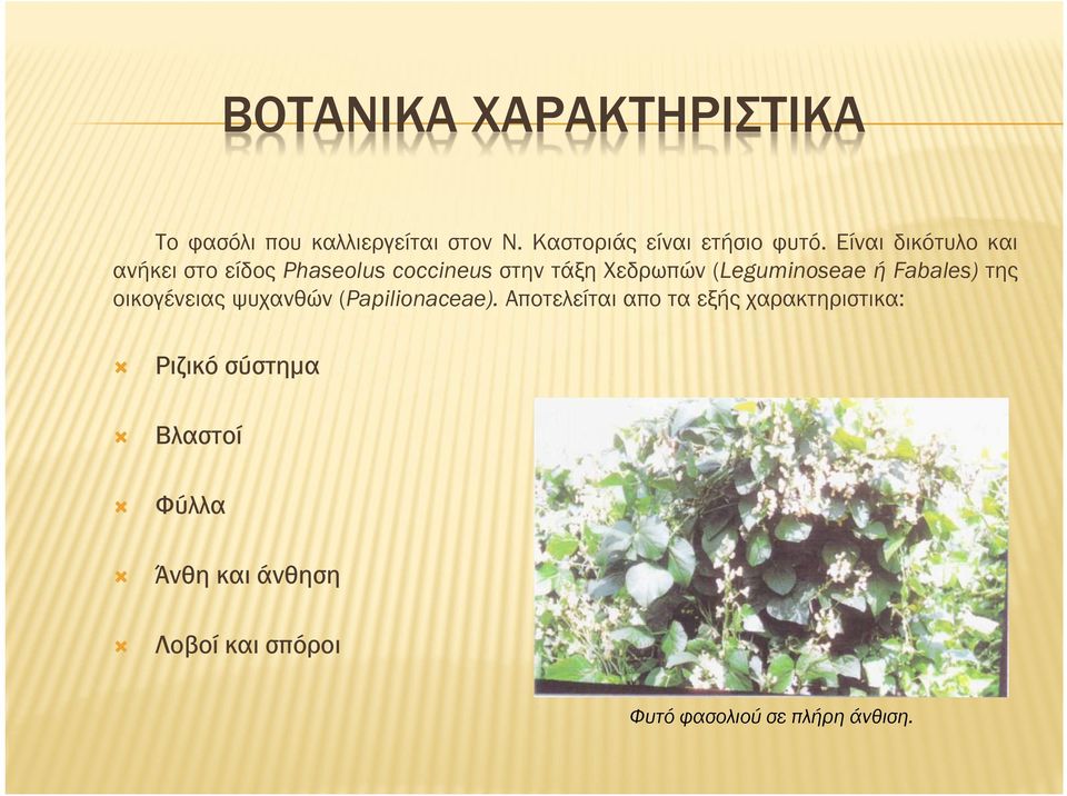 Fabales) της οικογένειας ψυχανθών (Papilionaceae).