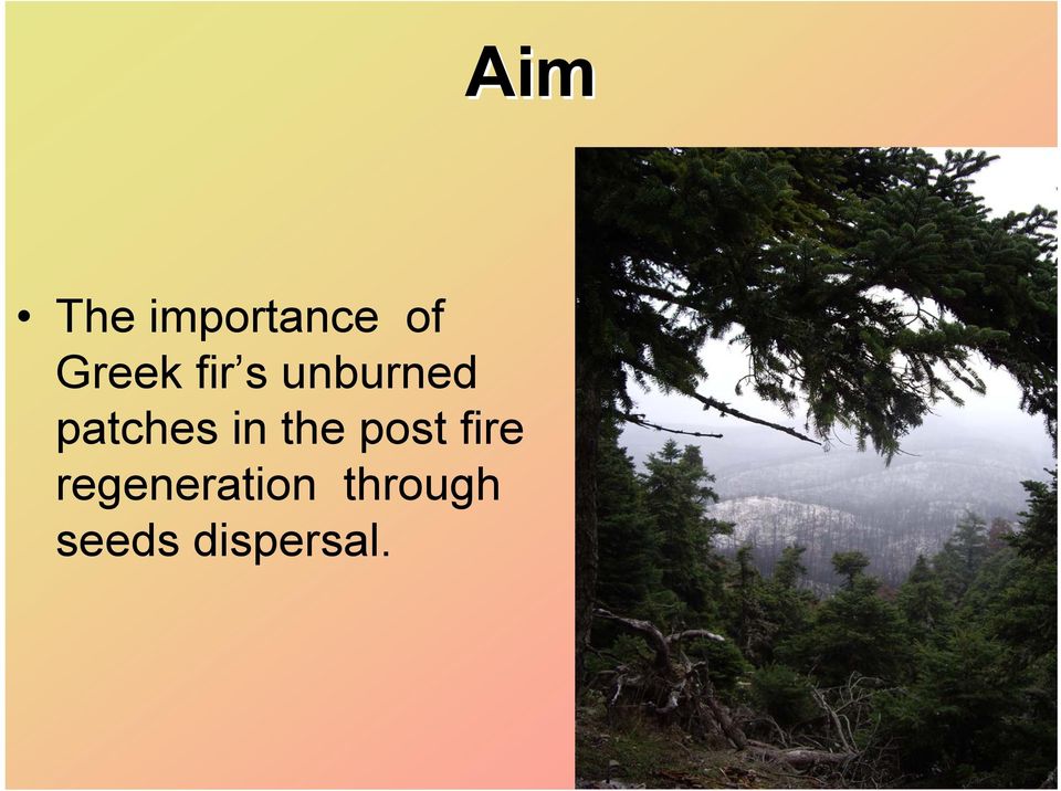the post fire regeneration