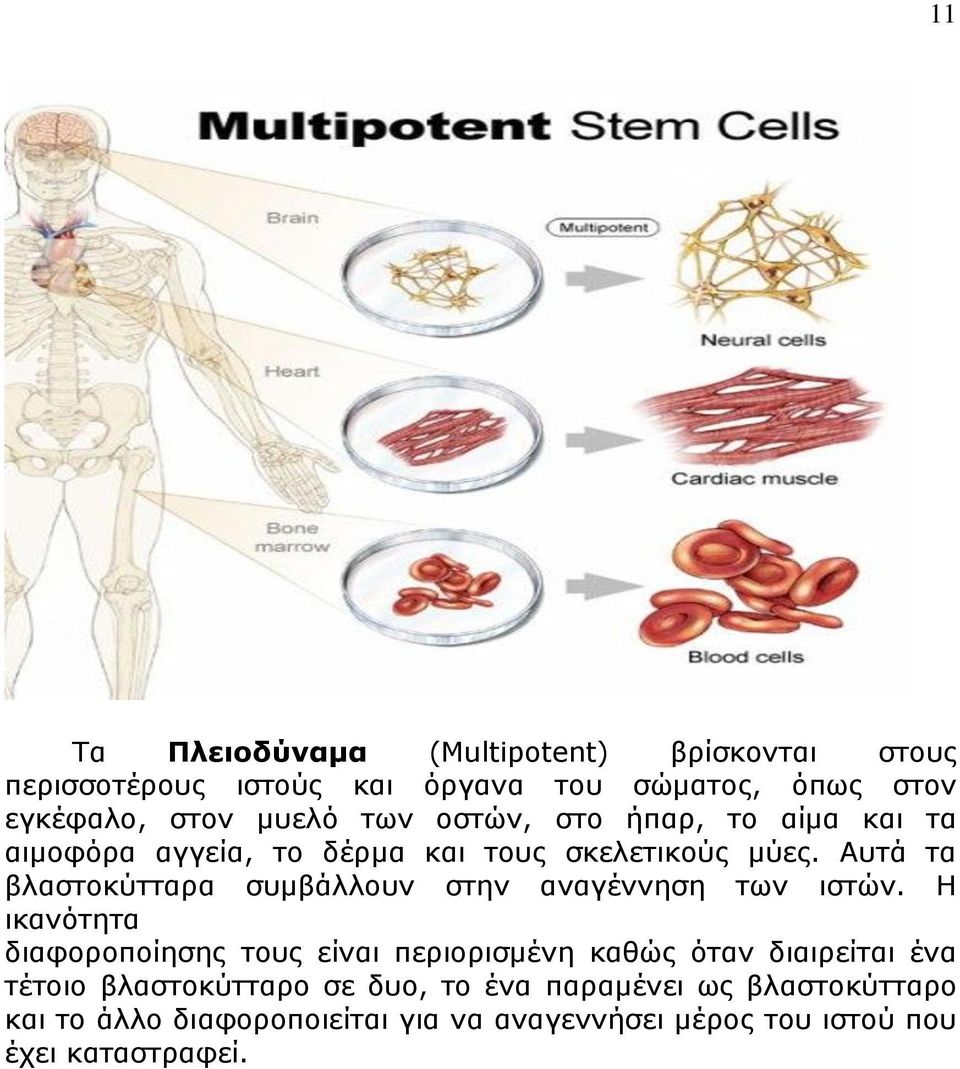 Αυτά τα βλαστοκύτταρα συμβάλλουν στην αναγέννηση των ιστών.