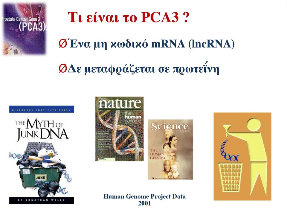 (lncrna) ØΔε μεταφράζεται