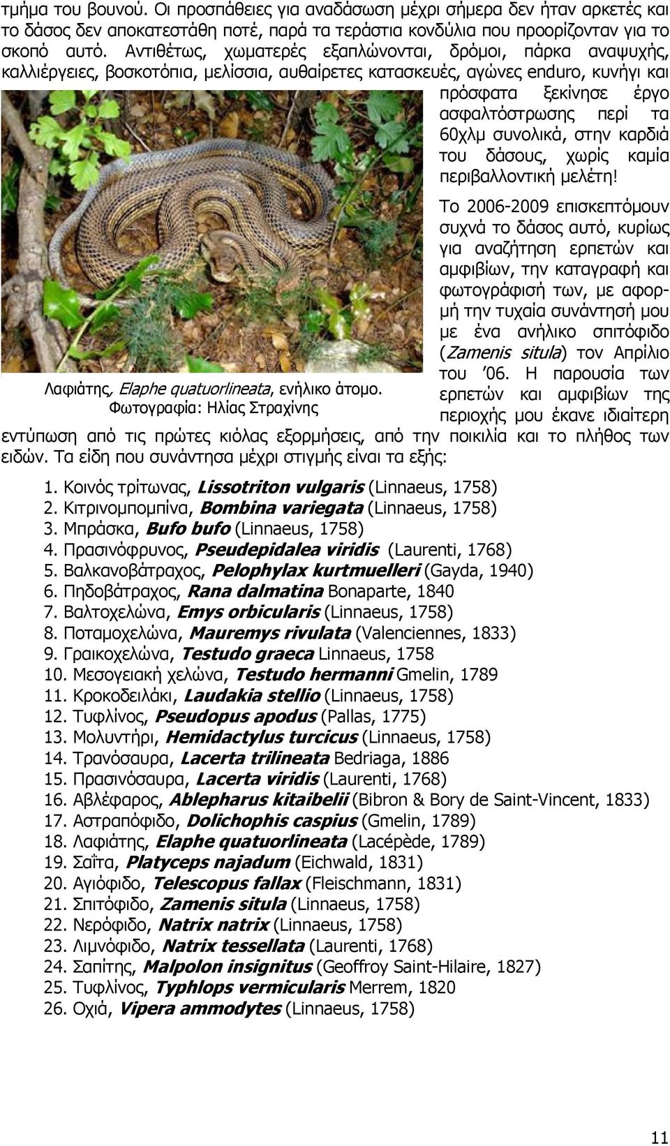 συνολικά, στην καρδιά του δάσους, χωρίς καμία περιβαλλοντική μελέτη! Λαφιάτης, Elaphe quatuorlineata, ενήλικο άτομο.