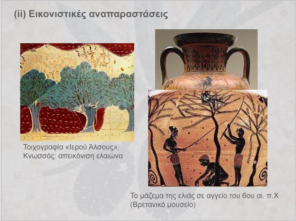 μάζεμα της ελιάς σε αγγείο του 6ου αι π Χ Το