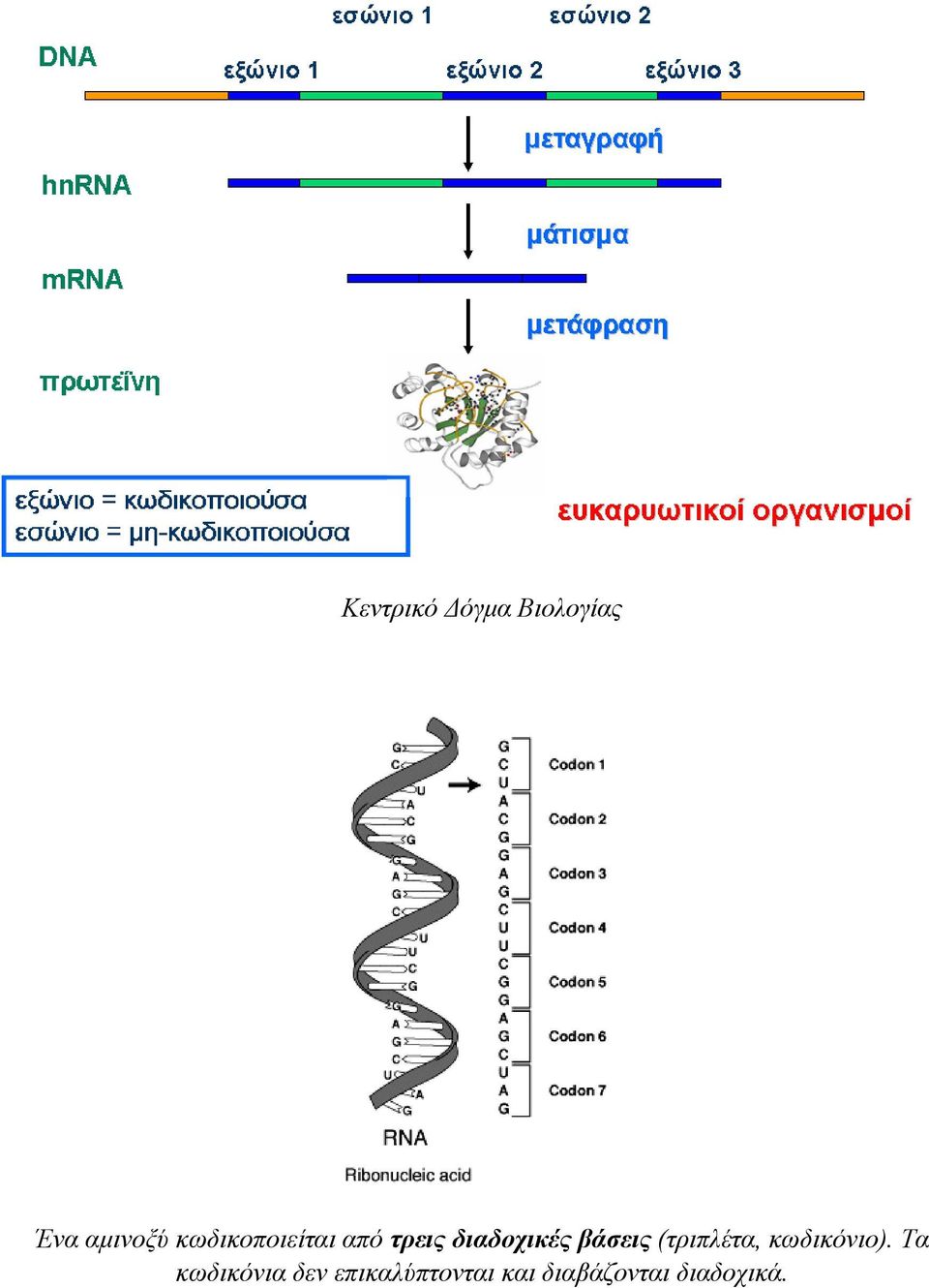 βάσεις (τριπλέτα, κωδικόνιο).