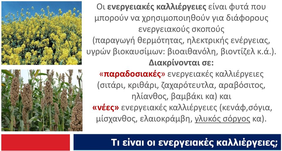 Διακρίνονται σε: «παραδοσιακές» ενεργειακές καλλιέργειες (σιτάρι, κριθάρι, ζαχαρότευτλα, αραβόσιτος, ηλίανθος,