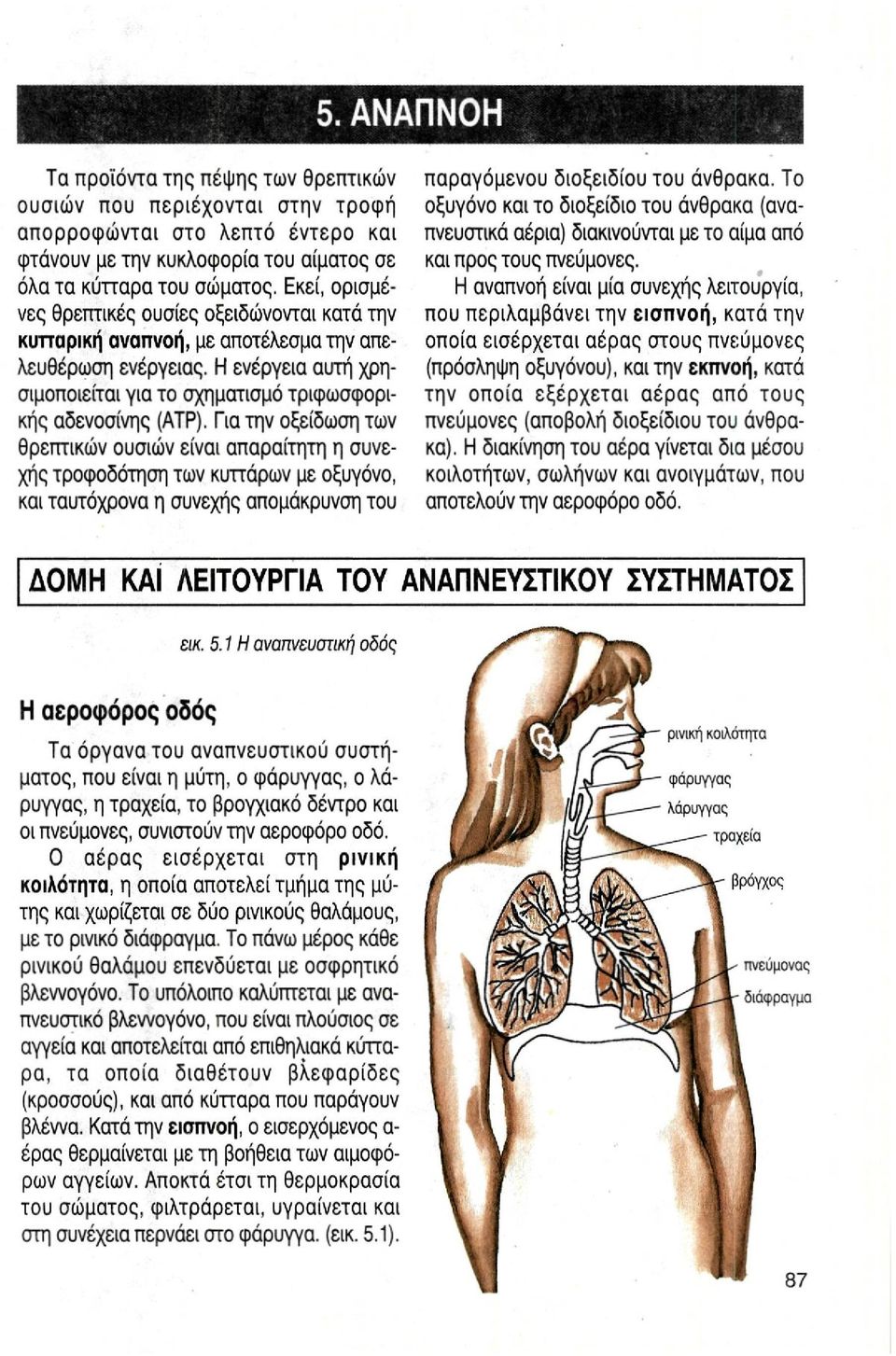 Για την οξείδωση των θρεπτικών ουσιών είναι απαραίτητη η συνεχής τροφοδότηση των κυττάρων με οξυγόνο, και ταυτόχρονα η συνεχής απομάκρυνση του παραγόμενου διοξειδίου του άνθρακα.