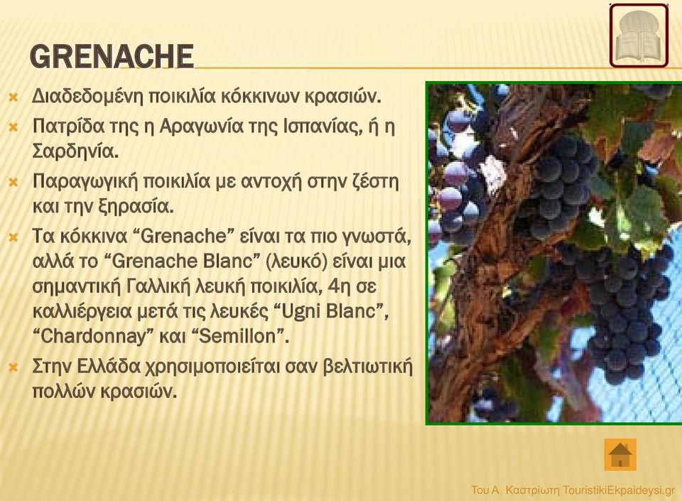 Τα κόκκινα Grenache είναι τα πιο γνωστά, αλλά το Grenache Blanc (λευκό) είναι μια σημαντική Γαλλική