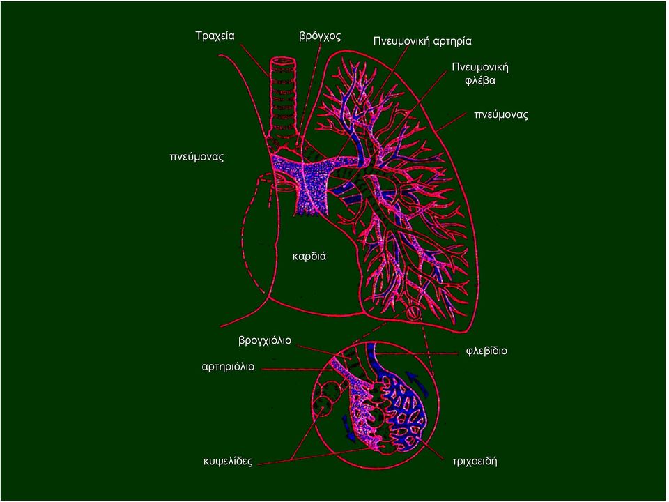 πνεύμονας πνεύμονας καρδιά