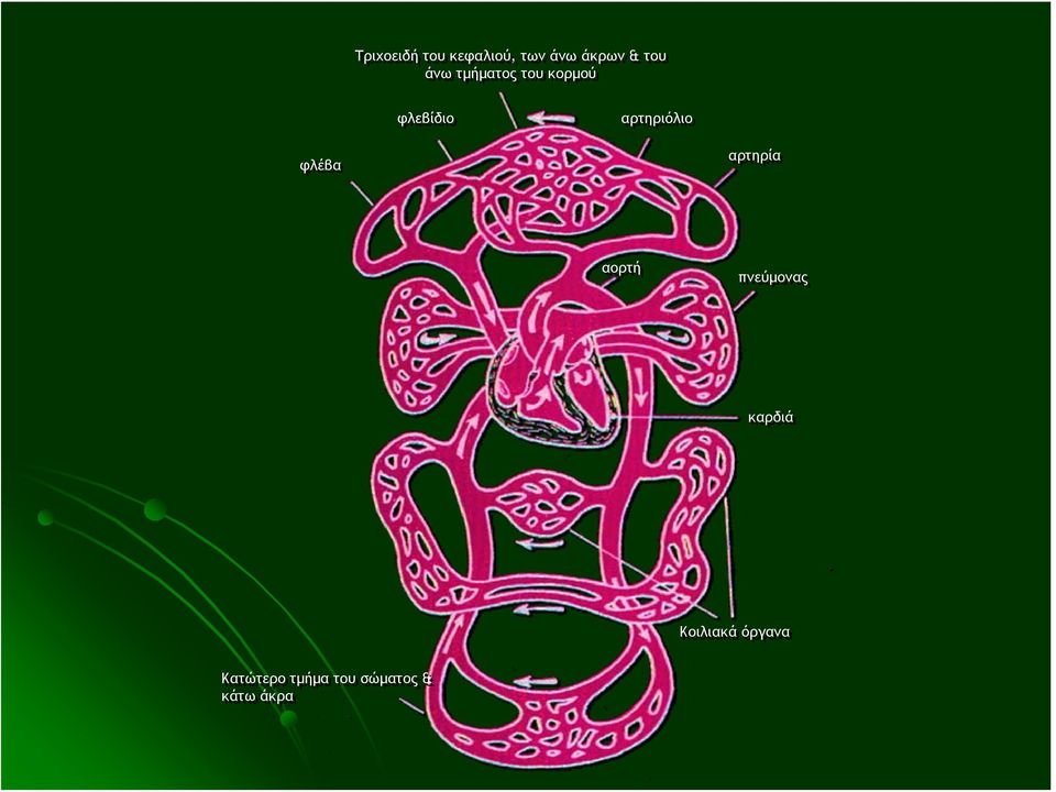 φλέβα αρτηρία αορτή πνεύμονας καρδιά