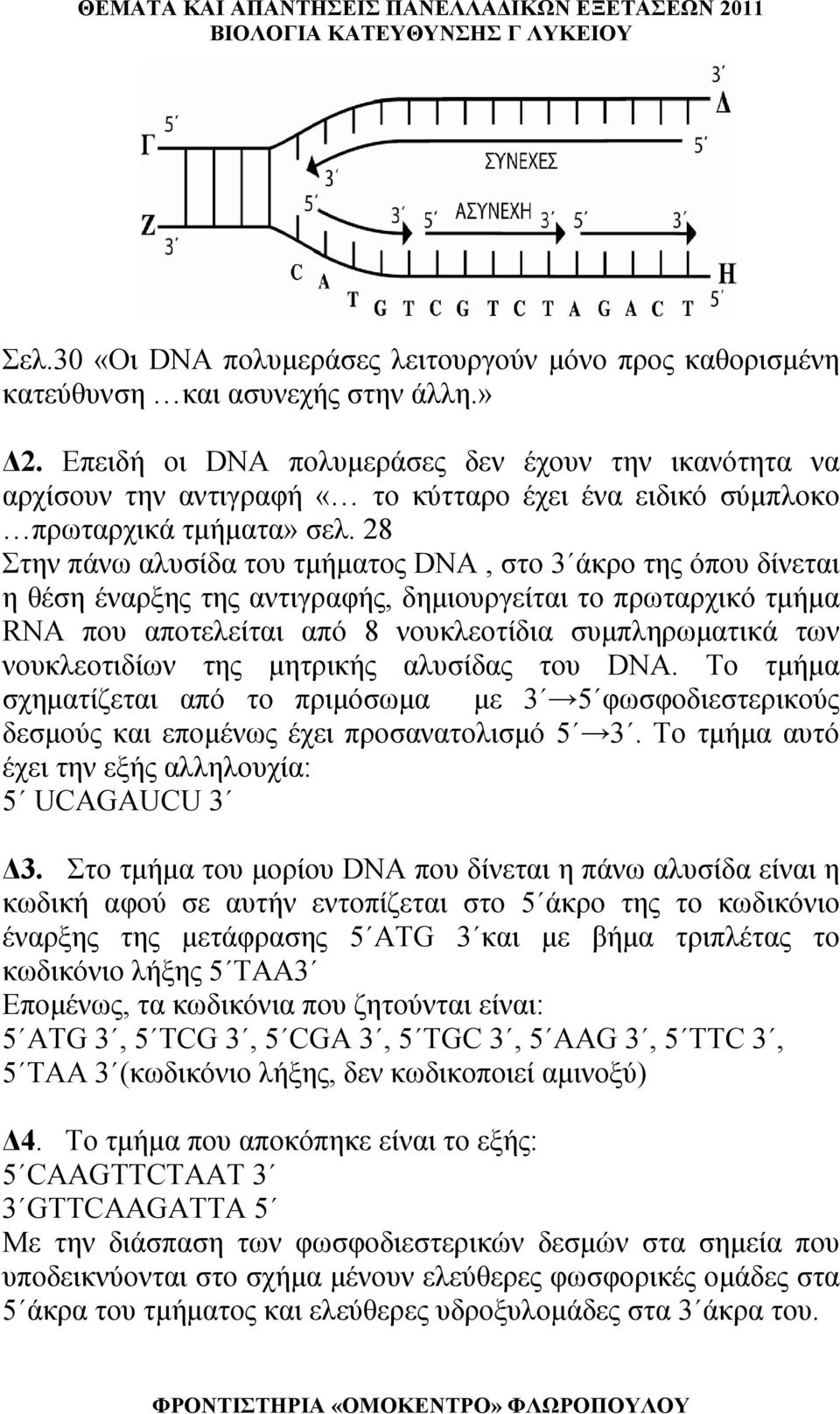 28 Στην πάνω αλυσίδα του τμήματος DNA, στο 3 άκρο της όπου δίνεται η θέση έναρξης της αντιγραφής, δημιουργείται το πρωταρχικό τμήμα RNA που αποτελείται από 8 νουκλεοτίδια συμπληρωματικά των
