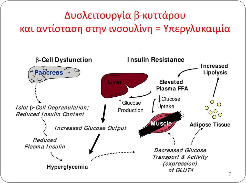 Reduced Insulin Content Increased Glucose Output Glucose Production Glucose Uptake Muscle Adipose