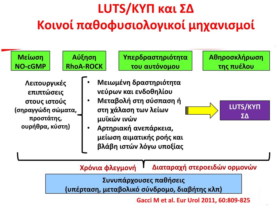 σύσπαση ή στη χάλαση των λείων μυϊκών ινών Αρτηριακή ανεπάρκεια, μείωση αιματικής ροής και βλάβη ιστών λόγω υποξίας LUTS/ΚΥΠ ΣΔ Χρόνια