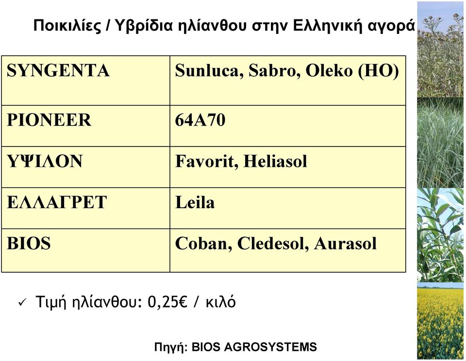 Oleko (HO) 64A70 Favorit, Heliasol Leila Coban,