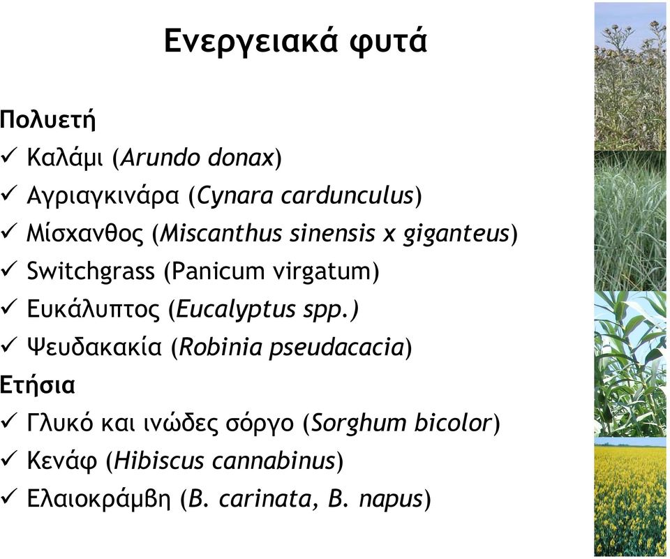 Ευκάλυπτος (Eucalyptus spp.