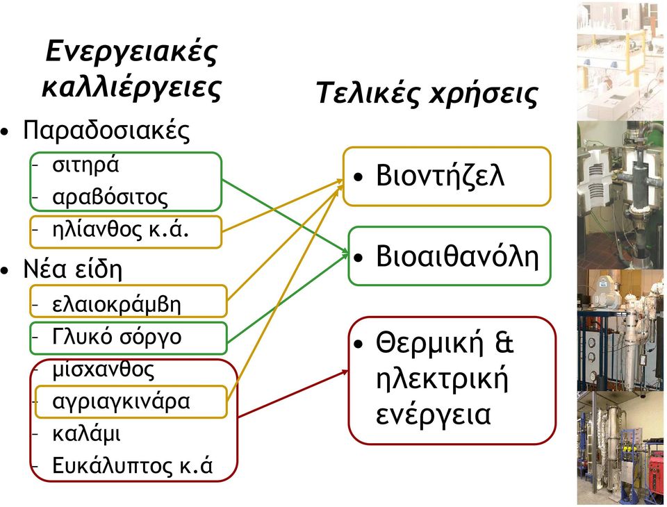 Νέα είδη ελαιοκράµβη Γλυκό σόργο µίσχανθος