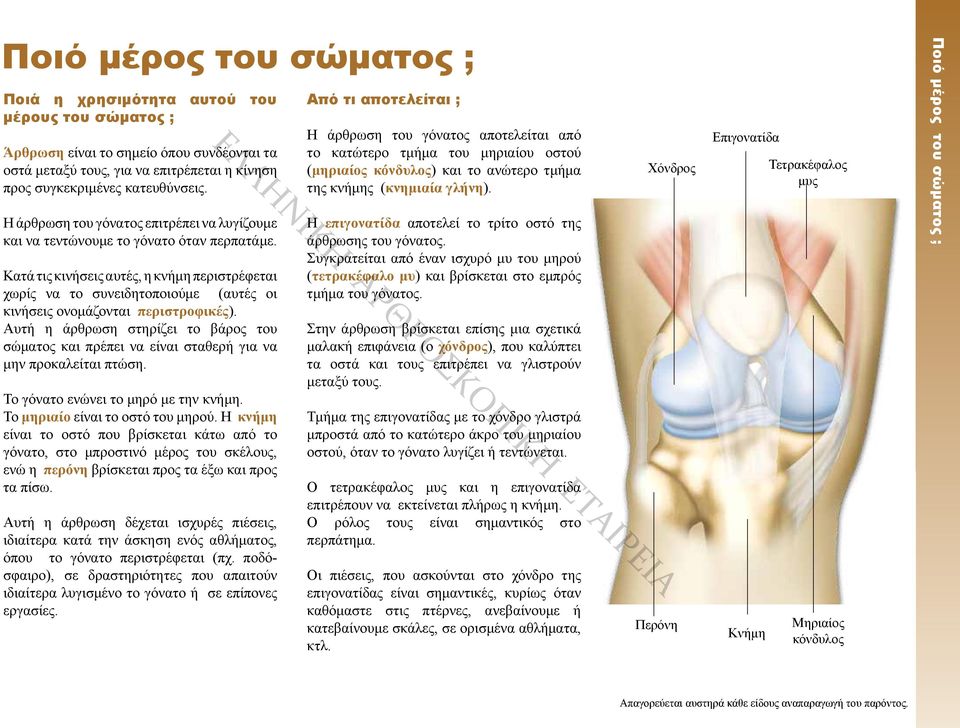 Χόνδρος Επιγονατίδα Τετρακέφαλος μυς Η άρθρωση του γόνατος επιτρέπει να λυγίζουμε και να τεντώνουμε το γόνατο όταν περπατάμε.