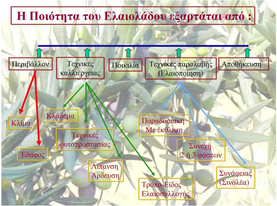 Κλίµα Έδαφος Κλάδεµα Τεχνικές φυτοπροστασίας Λίπανση Άρδευση