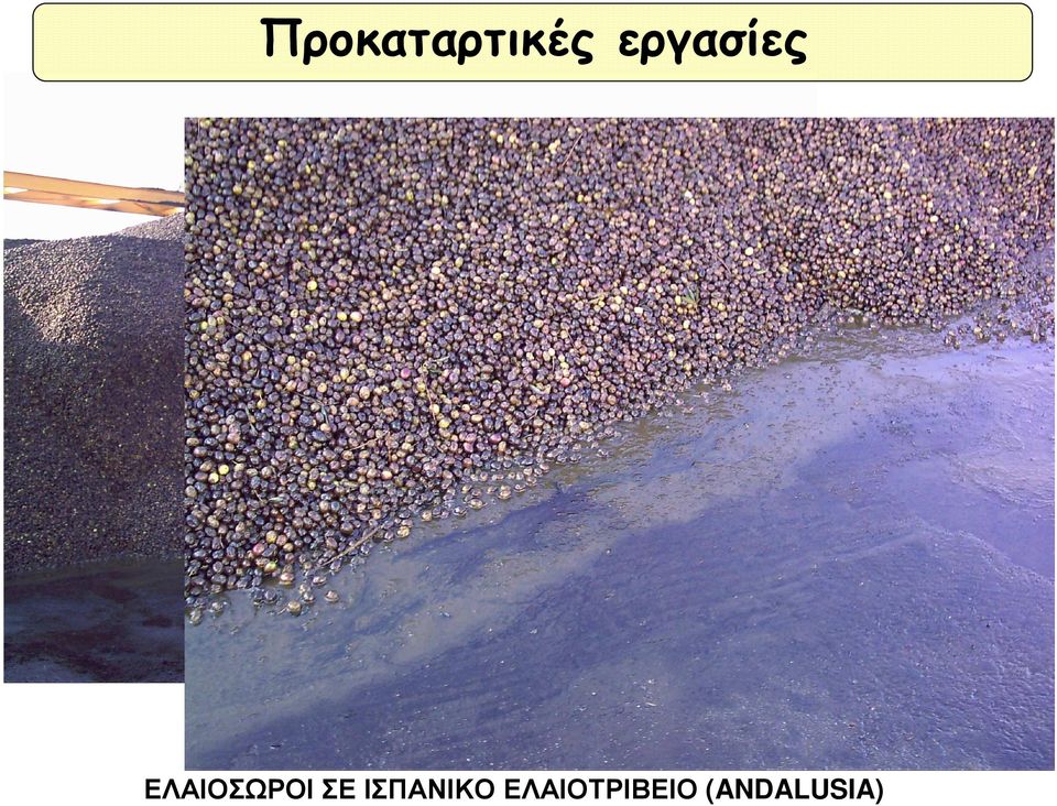 ΕΛΑΙΟΣΩΡΟΙ ΣΕ
