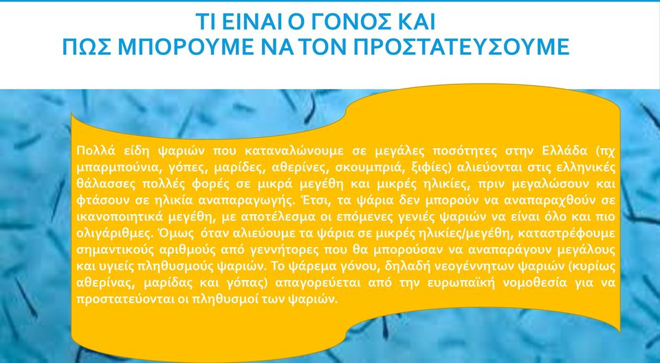 Έτσι, τα ψάρια δεν μπορούν να αναπαραχθούν σε ικανοποιητικά μεγέθη, με αποτέλεσμα οι επόμενες γενιές ψαριών να είναι όλο και πιο ολιγάριθμες.