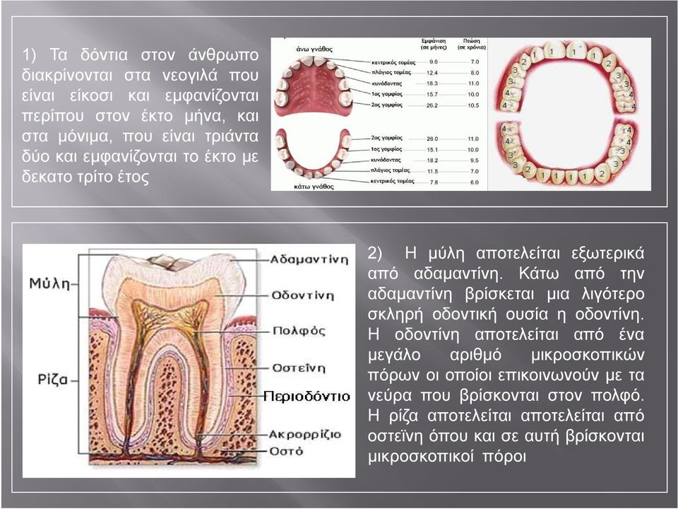 Κάτω από την αδαμαντίνη βρίσκεται μια λιγότερο σκληρή οδοντική ουσία η οδοντίνη.