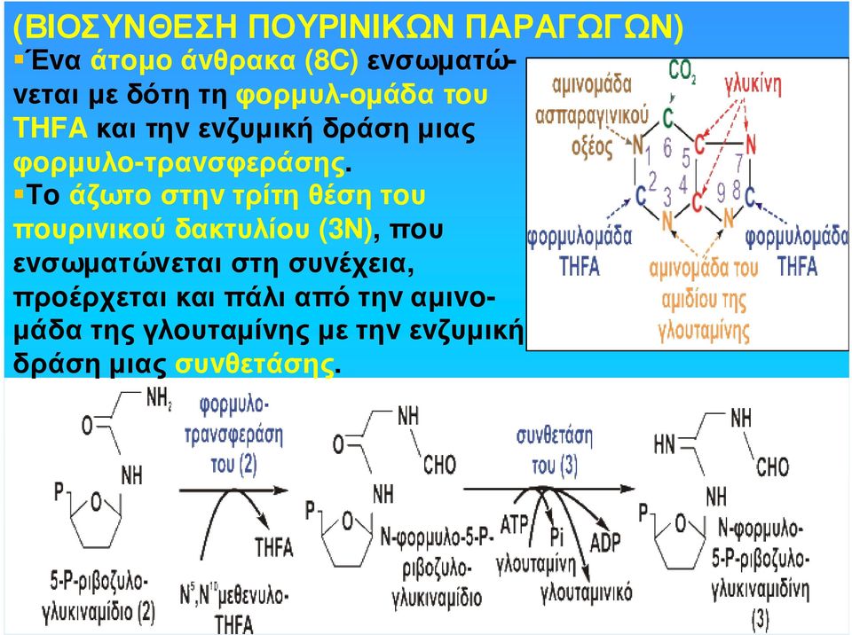 Τoάζωτoστηvτρίτηθέσητoυ πoυριvικoύ δακτυλίoυ (3Ν), πoυ εvσωµατώvεταιστησυvέχεια,