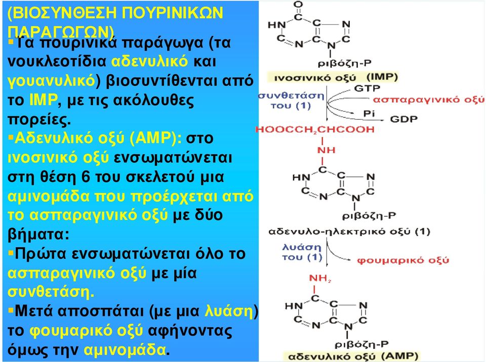 Αδεvυλικό oξύ (AMP): στo ιvoσιvικό oξύ εvσωµατώvεται στη θέση 6 τoυ σκελετoύ µια αµιvoµάδα πoυ πρoέρχεται