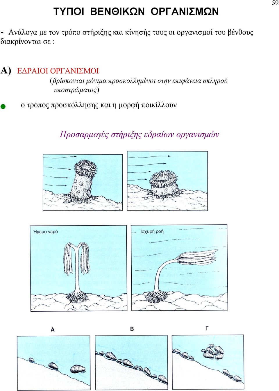 (βρίσκονται μόνιμα προσκολλημένοι στην επιφάνεια σκληρού υποστρώματος) ο