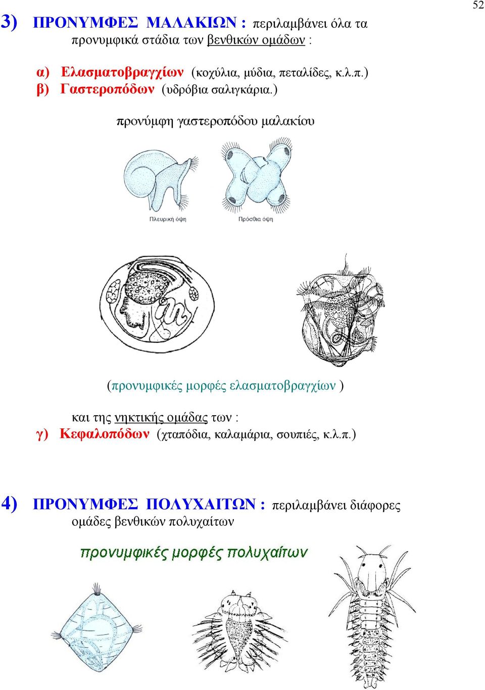 ) (προνυμφικές μορφές ελασματοβραγχίων ) και της νηκτικής ομάδας των : γ) Κεφαλοπόδων