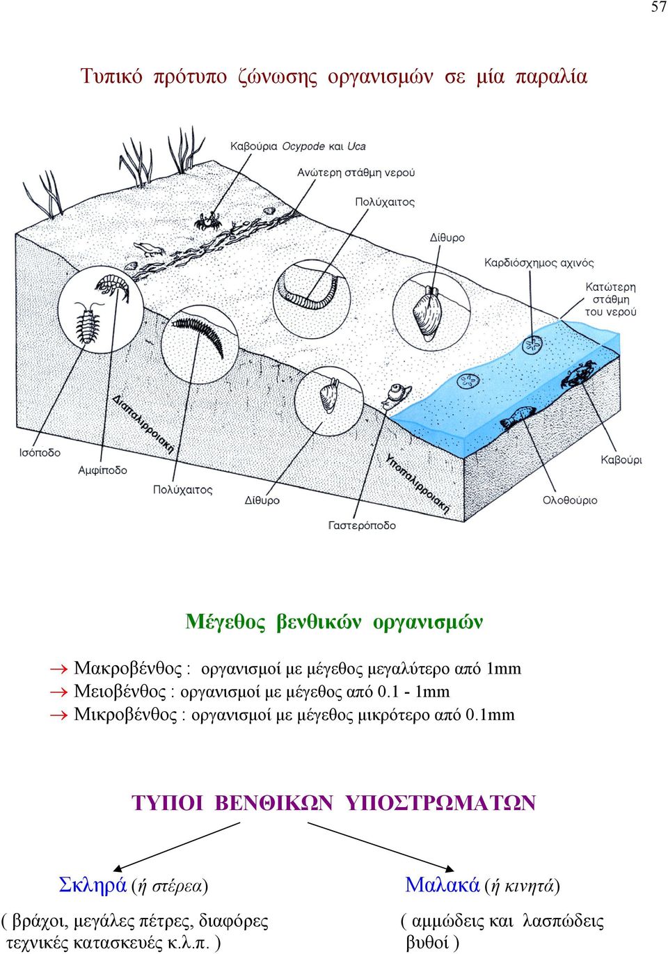 1-1mm Μικροβένθος : οργανισμοί με μέγεθος μικρότερο από 0.