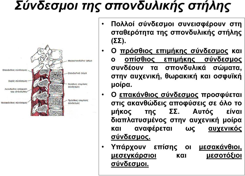 και οσφυϊκή μοίρα. Ο επακάνθιος σύνδεσμος προσφύεται στις ακανθώδεις αποφύσεις σε όλο το μήκος της ΣΣ.