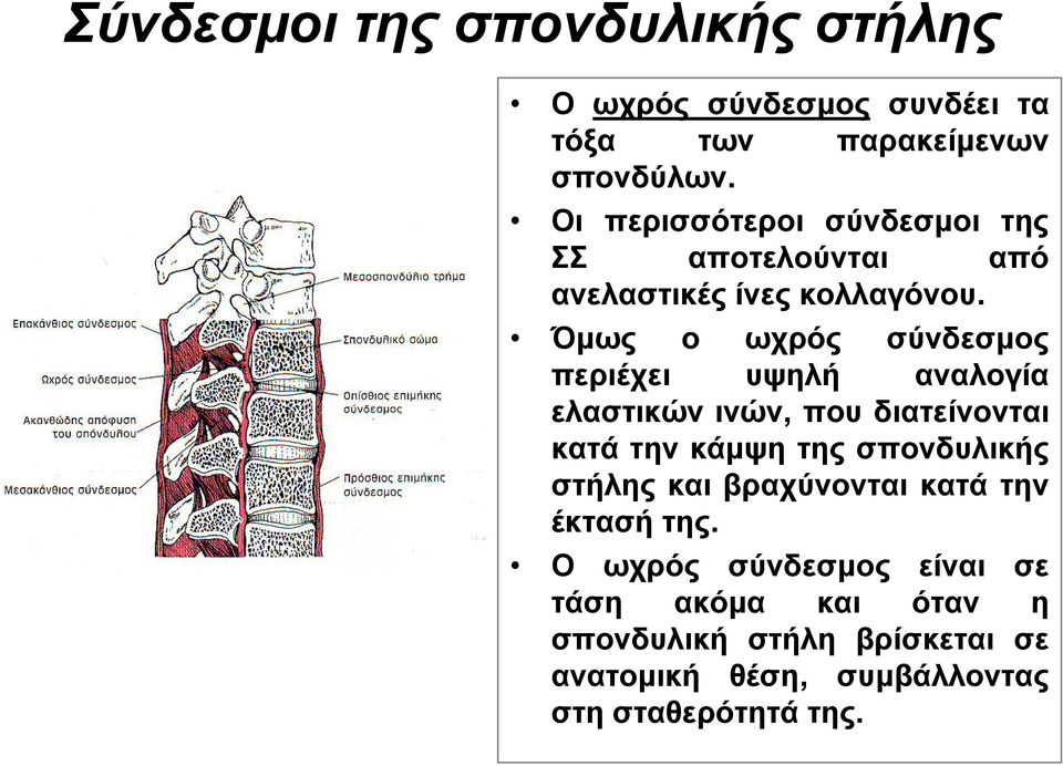 Όμως ο ωχρός σύνδεσμος περιέχει υψηλή αναλογία ελαστικών ινών, που διατείνονται κατά την κάμψη της σπονδυλικής