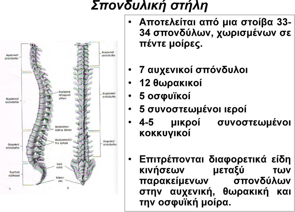 7 αυχενικοί σπόνδυλοι 12 θωρακικοί 5 οσφυϊκοί 5 συνοστεωμένοι ιεροί 4-5