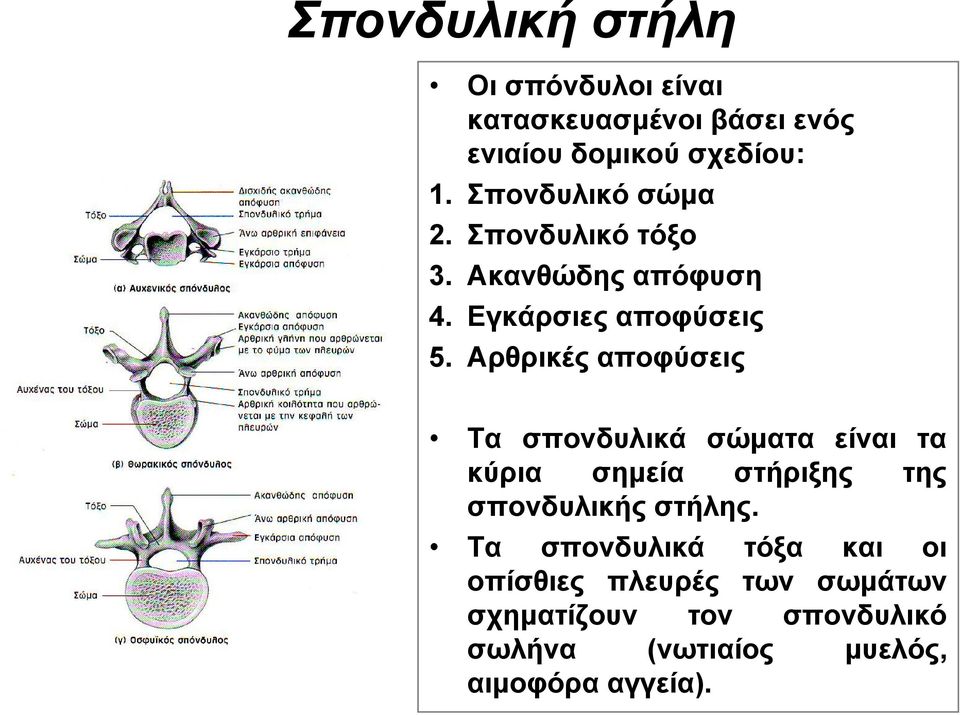 Αρθρικές αποφύσεις Τα σπονδυλικά σώματα είναι τα κύρια σημεία στήριξης της σπονδυλικής στήλης.