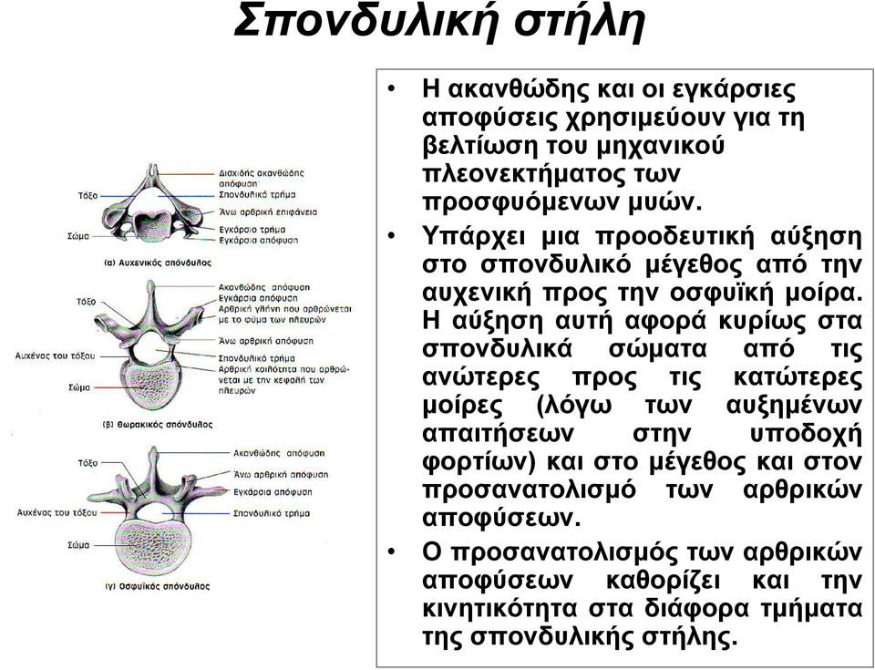 Η αύξηση αυτή αφορά κυρίως στα σπονδυλικά σώματα από τις ανώτερες προς τις κατώτερες μοίρες (λόγω των αυξημένων απαιτήσεων στην υποδοχή