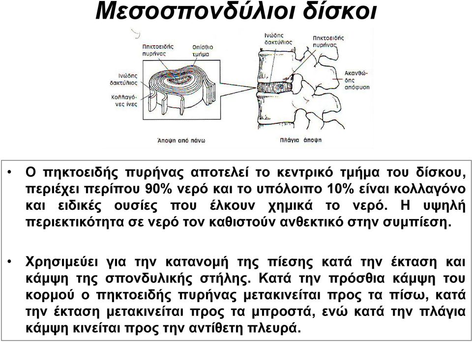 Χρησιμεύει για την κατανομή της πίεσης κατά την έκταση και κάμψη της σπονδυλικής στήλης.