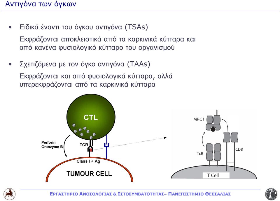 Σχετιζόμενα με τον όγκο αντιγόνα (TΑAs) Εκφράζονται και από φυσιολογικά κύτταρα,