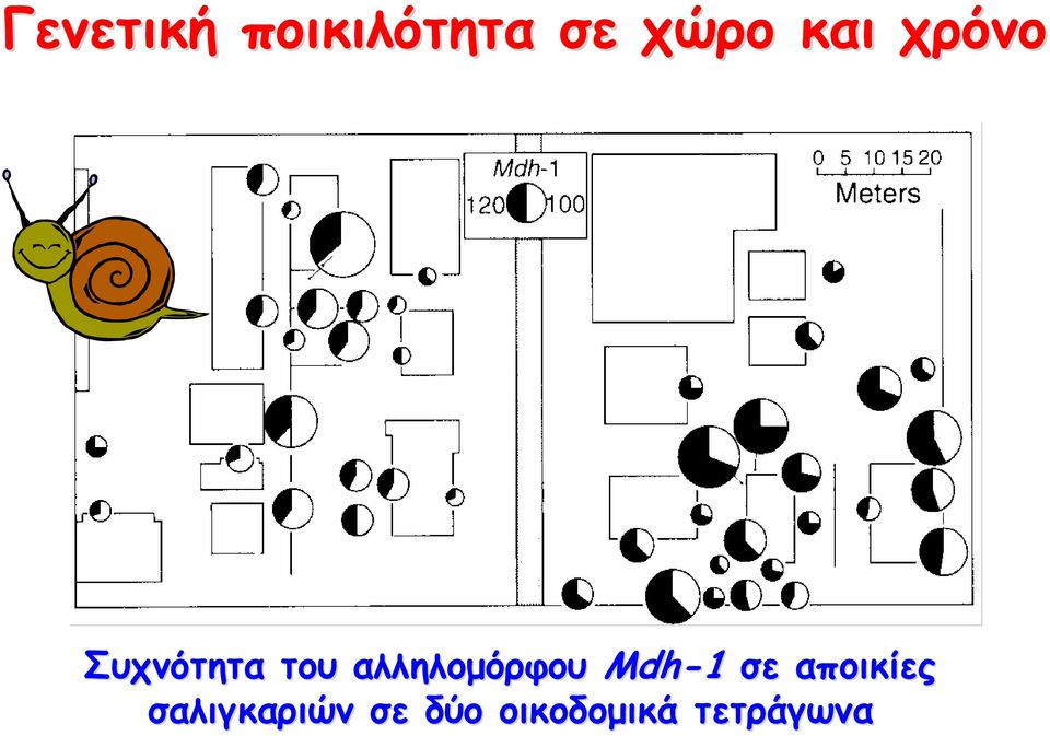 αλληλομόρφου Mdh-1 σε αποικίες