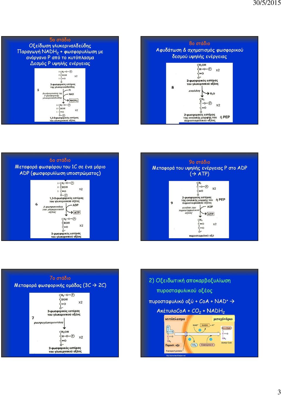 υποστρώµατος) 9ο στάδιο Μεταφορά του υψηλής ενέργειας Ρ στο ADP ( ATP) 7ο στάδιο Μεταφορά φωσφορικής οµάδας (3C 2C) 2) Οξειδωτική