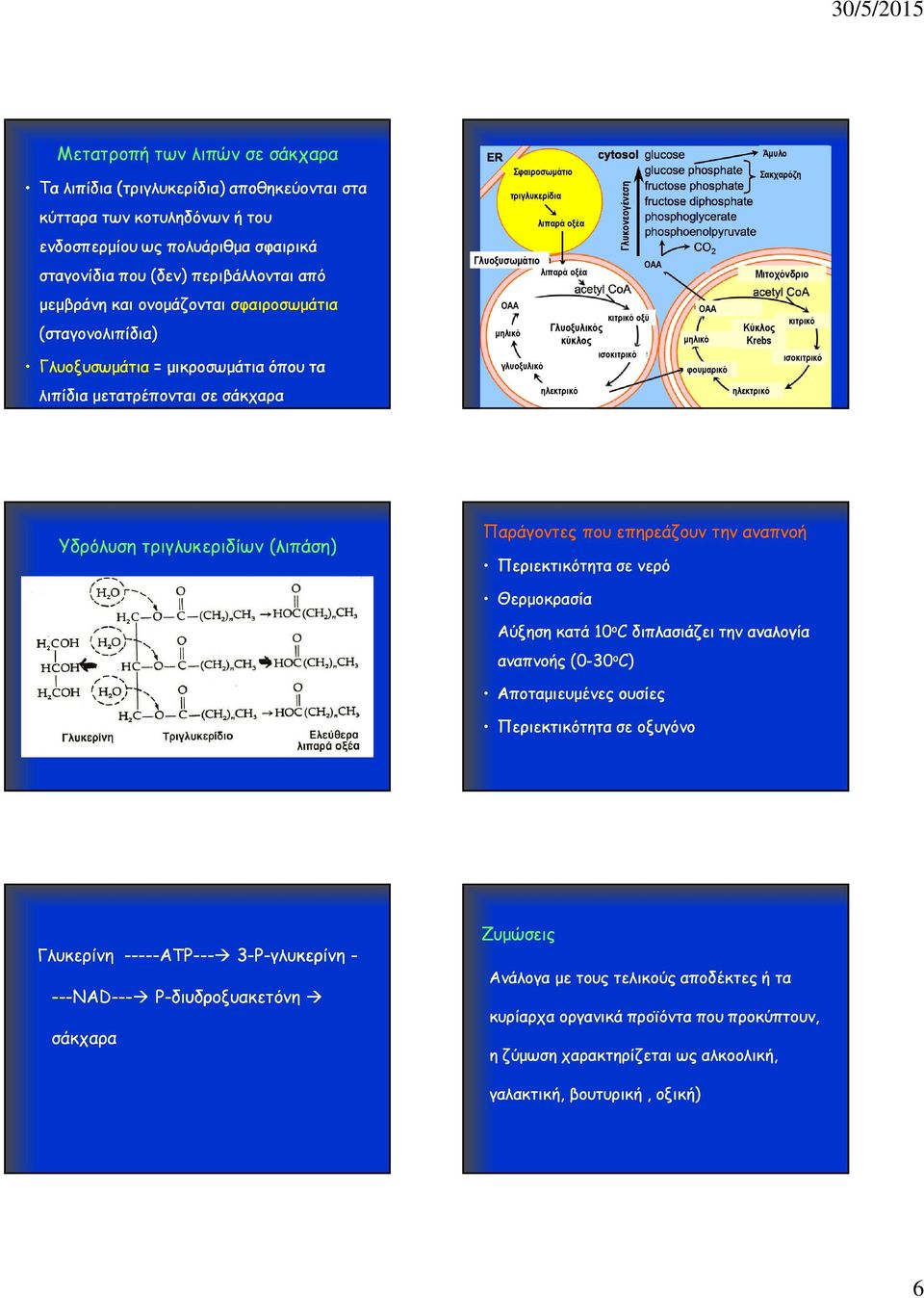 Γλυοξυλικός µηλικό κύκλος ισοκιτρικό γλυοξυλικό ηλεκτρικό Γλυκονεογένεση ΟΑΑ ΟΑΑ µηλικό φουµαρικό ηλεκτρικό Μιτοχόνδριο Κύκλος Krebs Άµυλο Σακχαρόζη κιτρικό ισοκιτρικό Υδρόλυση τριγλυκεριδίων