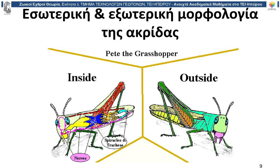 εντόμων ξωτερική