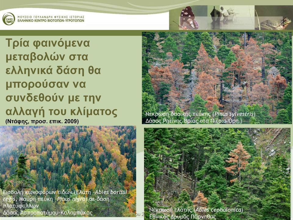 2009) Νέκρωση δασικής πεύκης (Pinus sylvestris) Δάσος Ρητίνης-Βρίας στα Πιέρια Όρη ) Εισβολή