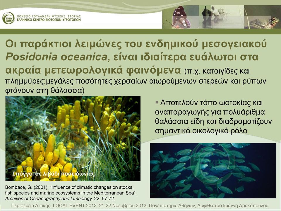 αναπαραγωγής για πολυάριθμα θαλάσσια είδη και διαδραματίζουν σημαντικό οικολογικό ρόλο Σπόγγοι σε λιβάδι ποσειδωνίας Bombace, G.