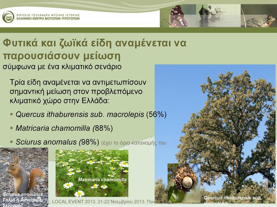 macrolepis (56%) Matricaria chamomilla (88%) Sciurus anomalus (98%) (έχει το όριο κατανομής του στην Ελλάδα) Matricaria chamomilla