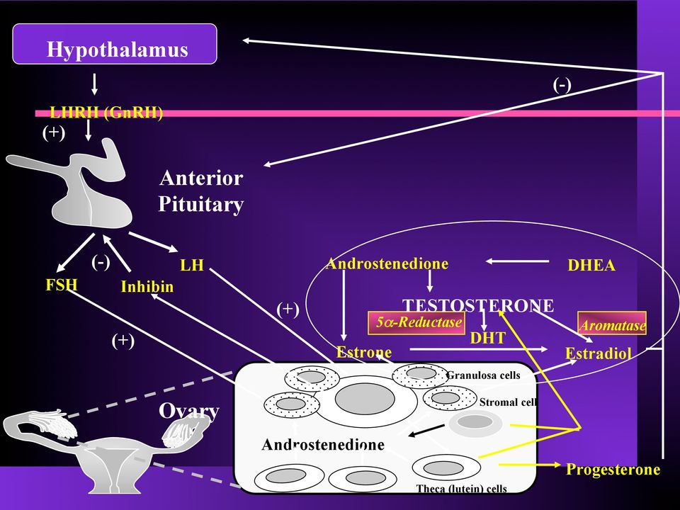 5α-Reductase DHT DHEA Aromatase Estradiol Granulosa cells