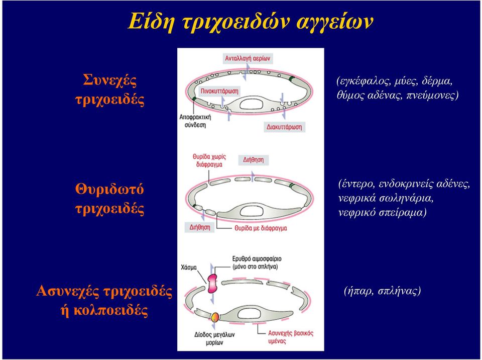 τριχοειδές (έντερο, ενδοκρινείς αδένες, νεφρικά