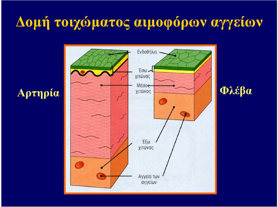 αιµοφόρων